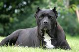 CANE CORSO 1296